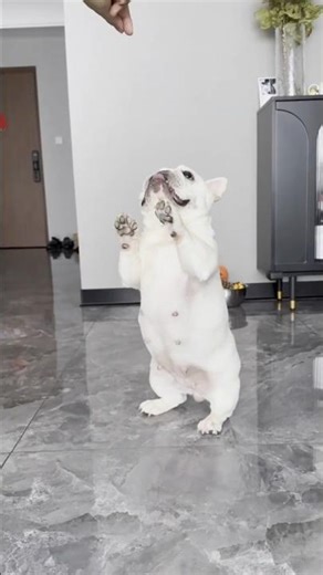 This is how you can train your Frenchie.🐾😅 #frenchie ##dogtraining #dog #shorts