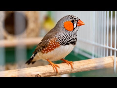 Zebra Finch Pair LIVE Stream 🐦 | Breeding & Nesting Behavior