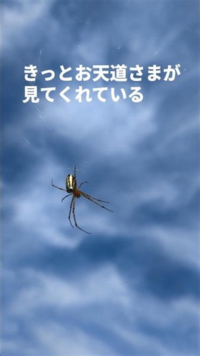 自然農 夏至 ニンジン間引きとレシピ #自然農 #無農薬栽培#にんじんナムル#人参グラッセ