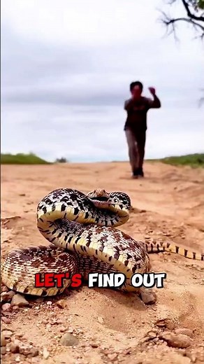 Top 5 Most Dangerous Snakes Revealed!