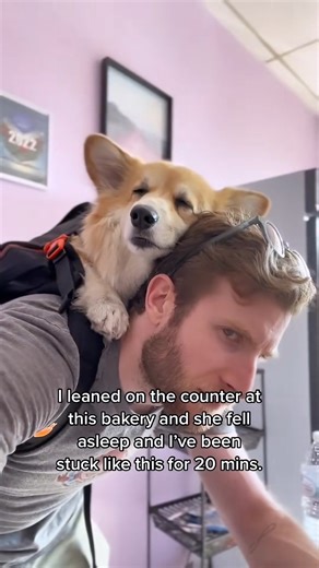 Help I cant move | Maxine the Fluffy Corgi