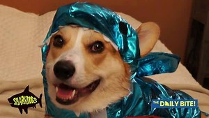 143K views · 488 reactions | Does your puppy have a resting shark face? 麗 Watch The Daily Bite for more: https://bit.ly/2NddDc9 | Shark Week | Facebook