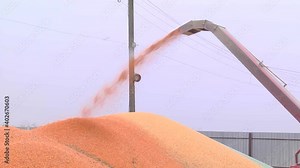 loading corn grain at the elevator using the unloader