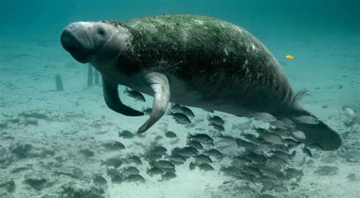 Dugong’s functional extinction in China due to habitat destruction, ‘a wakeup call’ to prioritise efforts