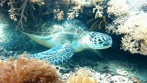 14 reactions | The upper and lower part of a turtle's shell has nerve endings. So sometimes a good scratch just does the trick. . . . #turtle #turtlesofinstagram #TurtleTuesday #Tuesdaytrivia #Komodo #diveholiday #scubadivinglife #travel | Planet Scuba India Pvt Ltd | Facebook