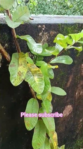 Guava Tree Sapling Growing 🌱🍈 | Nature & Gardening Progress Video