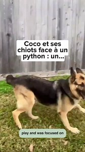 3.3K views · 32 reactions | Coco et ses chiots face à un python! #chien #python | Instant Videos | Facebook