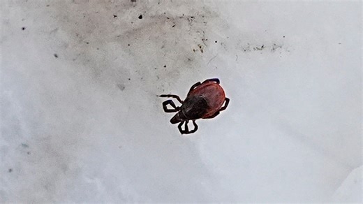 With spring brings uninvited guests. What to know about tick season in NY