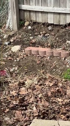 It’s time to get my yard back in order #gardening