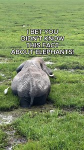 24K views · 128 reactions | African elephants have “anti-gravity feet”. Their feet contain a large, elastic cushion that works almost like a spring, absorbing impact and allowing surprisingly silent movement, considering their weight. #elephants #elephantfacts #elephantlove #facts #africanelephant #kenya #safari #amboseli | Binny's Food and Travel Diaries | Facebook