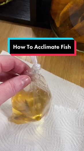 Acclimating Betta Fish: A Step-by-Step Guide