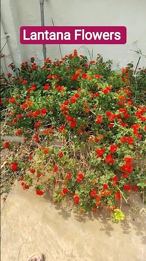 Red colour Lantana camara plant, commonly known as lantana or shrub verbena. #flowers #nature