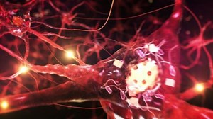 Animation of neuron cells with glowing links. Synapse. Journey through a colorful network of nerve cells with impulses passing by. Loopable.