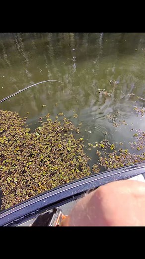 5.5K views · 64 reactions | Catching on Caddo with this sweet family #caddolake #ThankYouJesus #trilenefishing #makingmemories #fallfishing #berkleyfishing #skeeterboats #ampdmarine | Caddo Lake Fishing & Fellowship Guide Service | Facebook