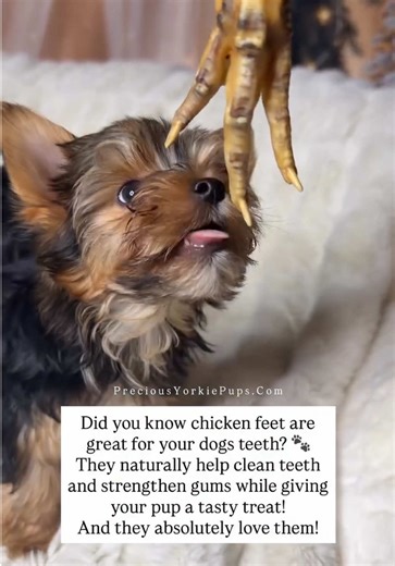 Snack time or dental care? Why not both! 🐾 Chicken feet for the win. @King Lou #dogtreats #doginfluencer #bestdogtreats #dogsoftiktok #doglove