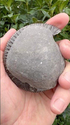 Fossil Flip! Beautiful ammonite fossil with pathology from outer keel crushing pre fossilisation 👀