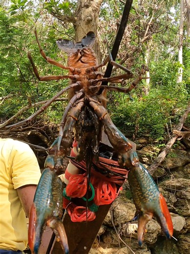 I FOUND GIANT CRAYFISH IN THIS PARADISE SPECIAL TRAP METHOD USE FULL VIDEO ON YOUTUBE HIDDEN BEAUTY TV WILDLIFE #crayfish #fishing