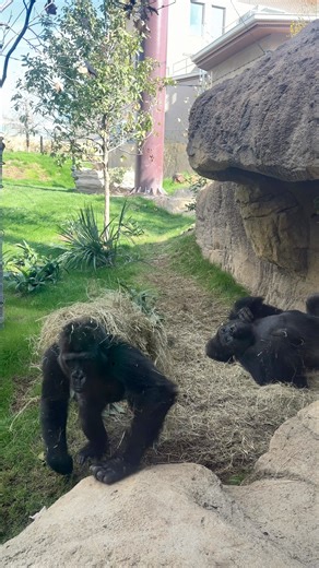 Gorilla Novelas: She brought it back! Andi’s goal this year? Get more attention 💅 | San Antonio Zoo