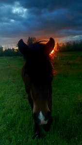 1. No one is entitled to having a horse. If you cannot provide the most basic needs for a horse, you should not have one. As much as that sucks to hear, you aren’t the victim. Horses are social herd animals who need space. If the best a person can offer them is isolation in a tiny space where they can barely pick up a trot or canter, this isn’t sufficient. Living in urbanized areas can certainly make things harder but then this begs the question: if you want a farm animal that badly, why aren’t 