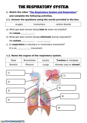 NUTRITION 3 - Respiratory System worksheet