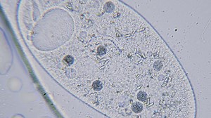 Premium stock video - Paramecium large magnification inside organelle movement bright field microscopical view