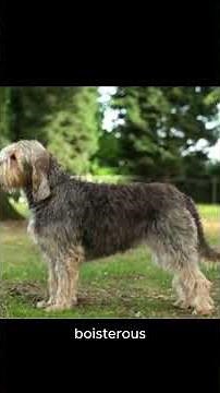 Otterhound: The Rarest Dog Breed in the World#Otterhound#RareDogBreeds#DogBreedGuide#HoundDogs#DogL