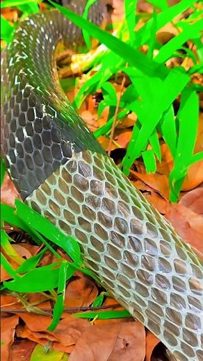 Nature’s Process: A Snake Shedding Its Skin for a New Look #naturelovers #wildanimals #wildlife