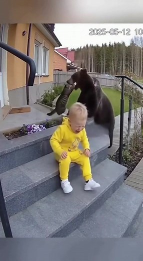 Hero Cat Saves Baby From Bear #bear #tiger #cats #animallover #rescue | Oasis des Felins