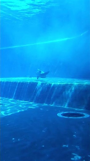 🩵Pochi secondi di pura meraviglia🐬✨ #AcquariodiGenova