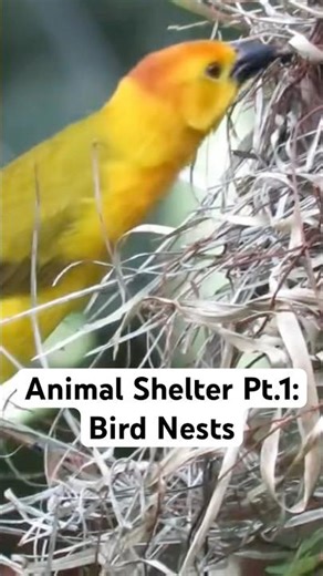 How birds build nests 🪺 #staycurious #scienceshorts #learn #birds #shelter #nest #buildingmaterials