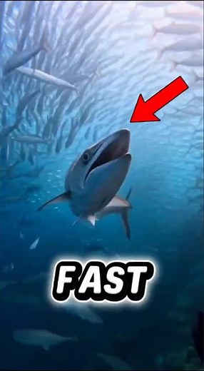 Top 4 Fastest Fish in the World 🌊 #1 Swims Faster Than You Can Imagine!