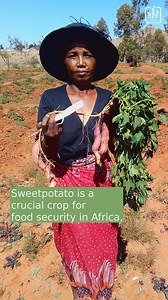 758K views · 2.8K reactions | Sweetpotato is a nutritious staple in...