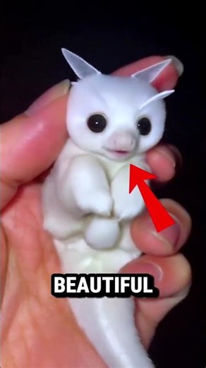 TOP 5 Most Beautiful Animals That Look Too Perfect to Be Real 😱✨