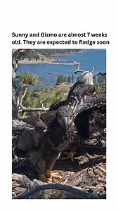 663K views · 27K reactions | Sunny and Gizmo are growing up so fast! Watch the live stream. Link in the comments | Secret Los Angeles | Facebook