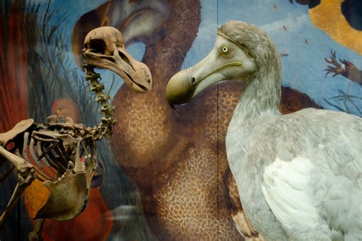 Beth Shapiro: The ancient DNA pioneer’s mission to bring back the dodo