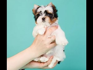🐶 Top 10 Smallest Dog Breeds – Cutest Tiny Pups You’ll Love! 🐾💖