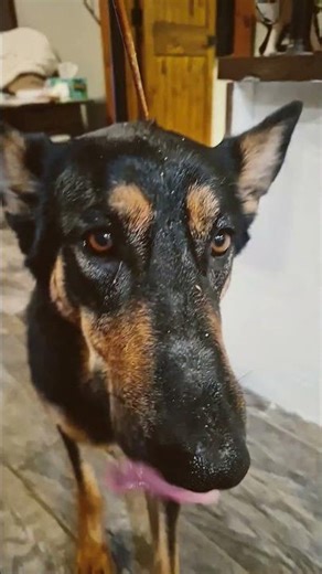 #funny #puppy #greenscreen #memes #funnyimages