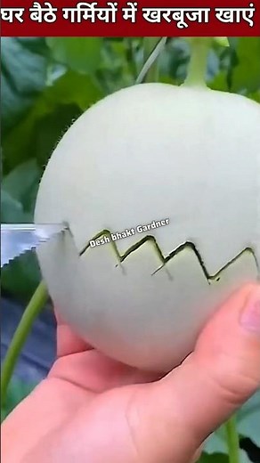 how to grow muskmelon 🍈 at home #facts