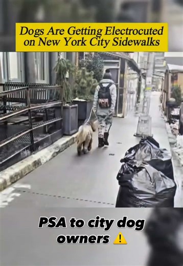 Snow, slush, and road salt turn sidewalks into electricity conductors. And every year there are cases across the world of dogs being shocked or electrocuted by stray voltage. Just this week a poor woman and her dog were shocked by stray voltage from a light pole in Pittsburgh. While this particular story is from a few years back, stray voltage has been and will continue to be an issue. Humans are less likely to get shocked because we wear shoes. My dog, Winston, is wearing Air Pup dog shoes to p
