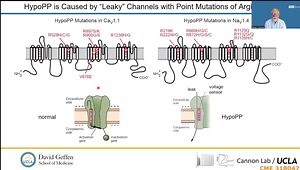 Periodic Paralysis: Pathogenesis and Possibilities for Therapy