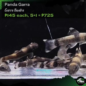 PANDA GARRA | Got Fish