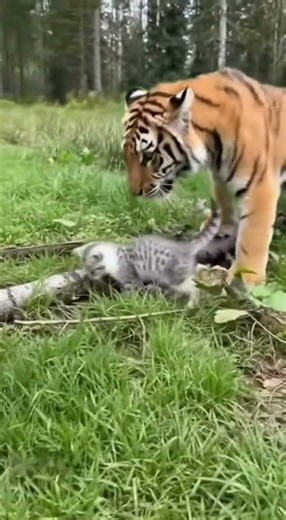 Tiger bodyguard on duty! Following his tiny kitten friend everywhere 😍🐾 #cat #tiger #tigerhero