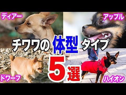 チワワの種類は毛長、毛色だけじゃない！チワワの体型タイプ５選【完全版】
