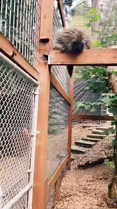 What sound does a porcupine make? Answered by our rescued porcupine Bean. Bean came to us from animal control, she is unable to be re-released into the wild, so this is her forever home. We are honored to care for her and the over 100 other rescued animals at our facility. If you would like to learn more about our story, and ways you can become more involved, please click this link: poplme.com/bwm Thank you for your support! #porcupine #rescue #wildlifelovers #wildliferescue #cuteanimals | Becau