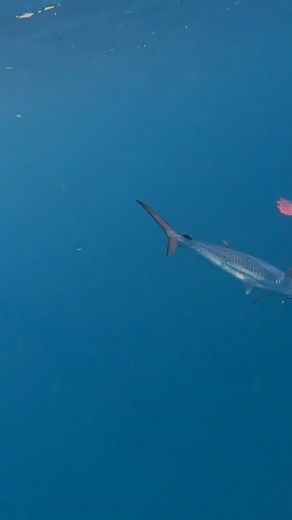 24 reactions | Day dreaming on a Friday.... Weekend is nearly here! What are your fishing plans for the weekend? Tell us in the comments below. Join the Fishing Revolution. Go Fish Follow us and like and comment on our posts. We really appreciate the support. #gofish #gofishmagazine #gofishadventures #gofishtours #gofishadventures #gofishsa #gofishafrica #gofishinternational #jointhefishingrevolution @gofishmagsa | Go Fish | Facebook