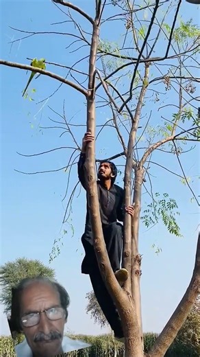 #MANE WANTS TO CATAH TO PARROT 🐦 BUT FAIL AND FALL DOWN FROME TREE WATCH LIKE ENJOY SUBSCRIBE U TU