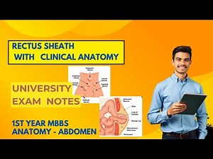 RECTUS SHEATH with CLINICAL ANATOMY | ANATOMY UNIVERSITY EXAM NOTES | ABDOMEN |