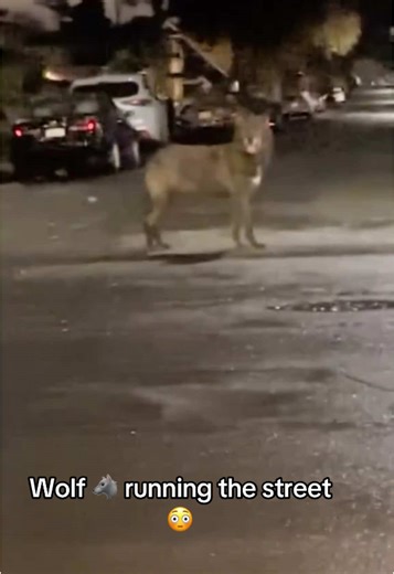 Wolf Spotted in Neighborhood: Surprising Encounter