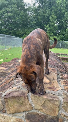 🐾 Meet Milo – Your New Adventure Buddy! 🐾📍 Available for AdoptionSay hello to Milo, a 6-month-old Plott Hound Mix with a heart as big as his paws! This sweet boy is full of puppy energy, love, and curiosity.There’s something special about Milo. Maybe it’s the way his big brown eyes look up at you, full of hope. Or the way his tail wags when he hears your voice. At just 6 months old, this sweet boy has already learned how to love deeply—and he’s just waiting for someone to love him back.✨ Milo