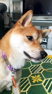 175K views · 4.2K reactions | Who else dog does this  #dogsofinstagram #funnydogs #doggo #dogmemes #shibainu #relatable | Cody Taurus | Facebook